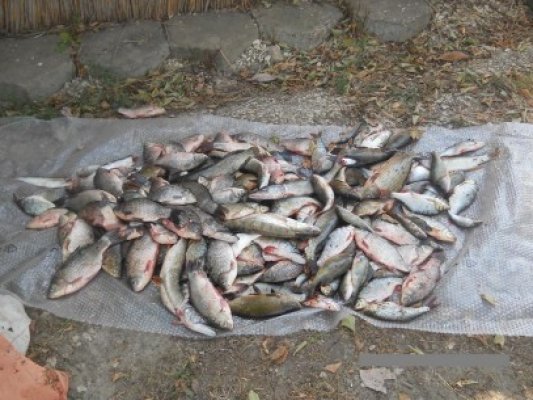 Braconaj la amenajările piscicole de la Oltina şi Bugeac
